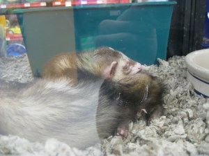 Ferrets02
