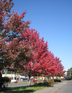 FireHouseFallTrees