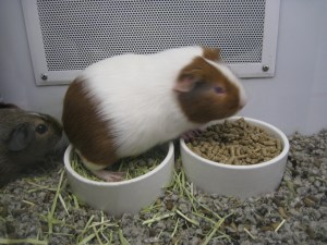 GuineaPigs