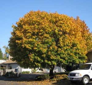 LargeFalltasticTree
