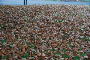 LeafBlanket