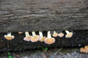 TinyMushrooms01