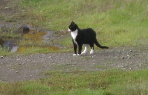 TuxedoCat