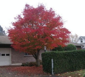 AwesomeRedTree