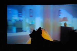 BearLovesDoggyCommercials