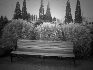 BenchandBeautifulGrasses