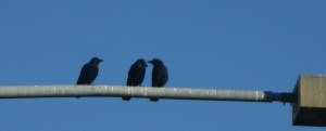 CrowBabies