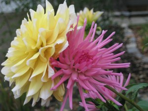 DahliasBrightBeautiful