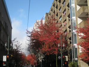 DowntownFallTrees