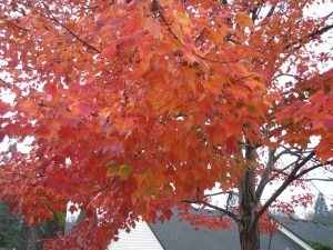 FireHouseTreesOnFire