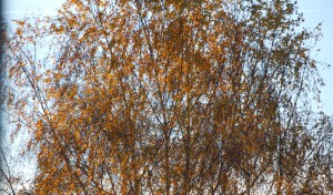 LeavesLightlyKissedBySunset