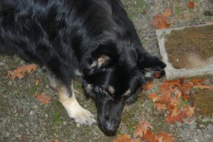 MyBoyWantingMePullWeeds