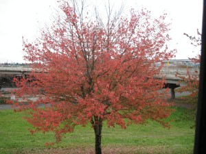 SalmonColorTree