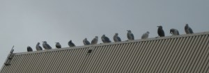 SeaGullConvention
