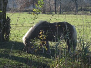 ShetlandPony