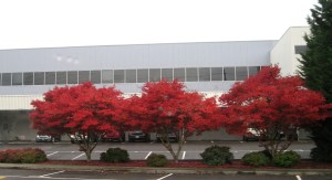 ThreeRedAwesomeTrees