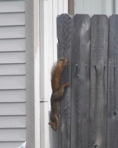 UpsideDownSquirrel