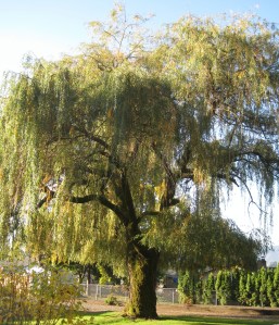 WeepingWillow