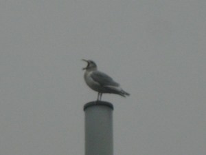 YawningSeaGull
