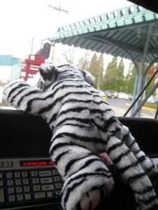 AdventuresTigerLilly