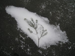 FrozenBranch