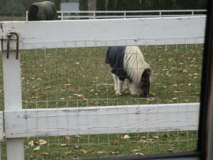 ShetlandPony