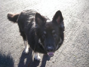 BearWantsCarrotTreat