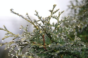 DewDrops