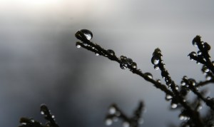 DewDrops2