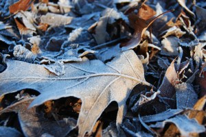 FrostedLeaves