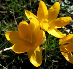 Crocus