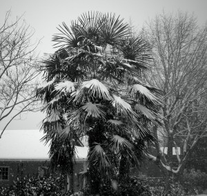 InteretingTreeCoveredInSnow