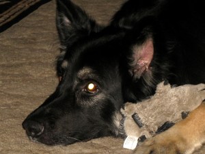 SnugglingwHisBabyPossum