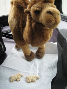 BetterNotBeACamelInThose