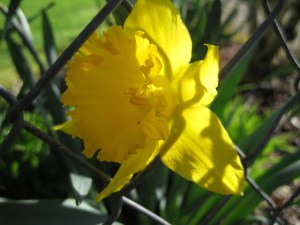Daffodil1
