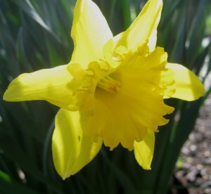 Daffodil2