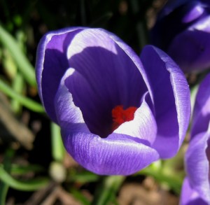 PurpleCrocus