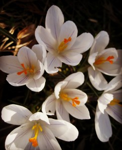WhiteCrocus