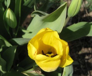 YellowTulip