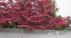 AwesomePinkLuciousBeauty