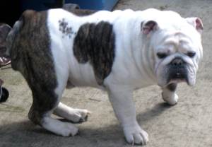 BanditsNeighborFriend