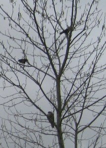 CrowsKeepingEyeHawkBaby