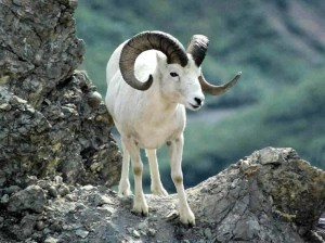 Cute-White-Ram