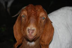 CuteGoatFace
