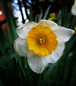 DaffodilOnItsWayOut