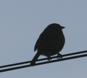 LittleBirdSilhouette