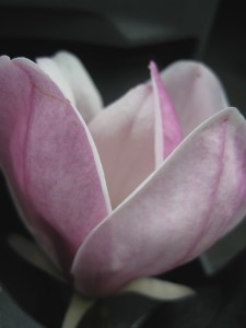 MagnoliaBloom