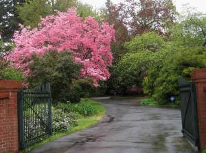 MyDrivewayRightTEEHEE