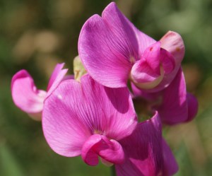 Sweet-pea-flower