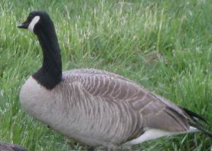 WetCanadaGoose